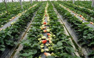 东莞蔬菜配送栽培系列—如何控制草莓旺长