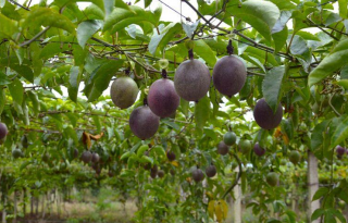 东莞水果配送的百香果 三种食用方式便捷又营养！